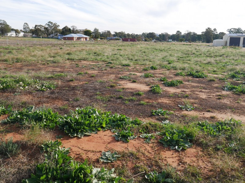 115 Pine Hill Road, Narrandera NSW 2700