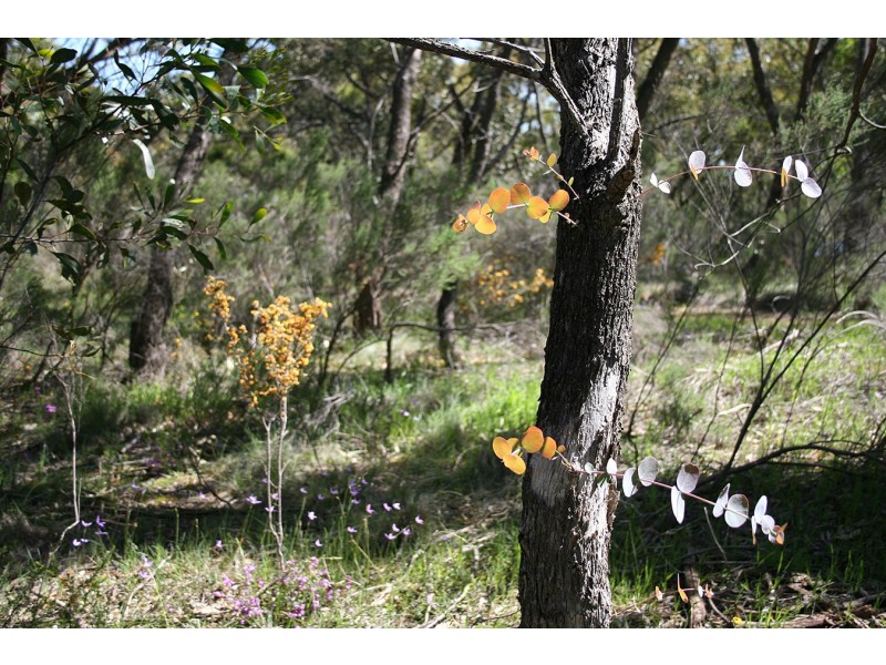 lot 5 Goodenia Court, Broadford VIC 3658