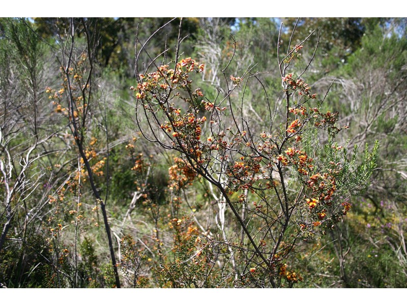 lot 5 Goodenia Court, Broadford VIC 3658