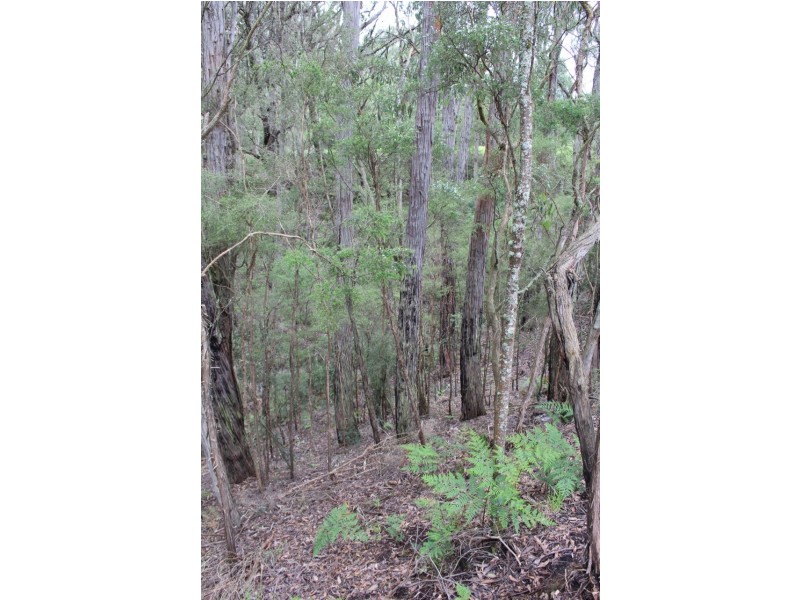 1160 Lavers Hill-Cobden Road, Chapple Vale VIC 3239