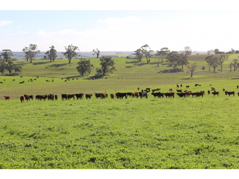 110 Rowlands Road, Barwon Downs VIC 3243