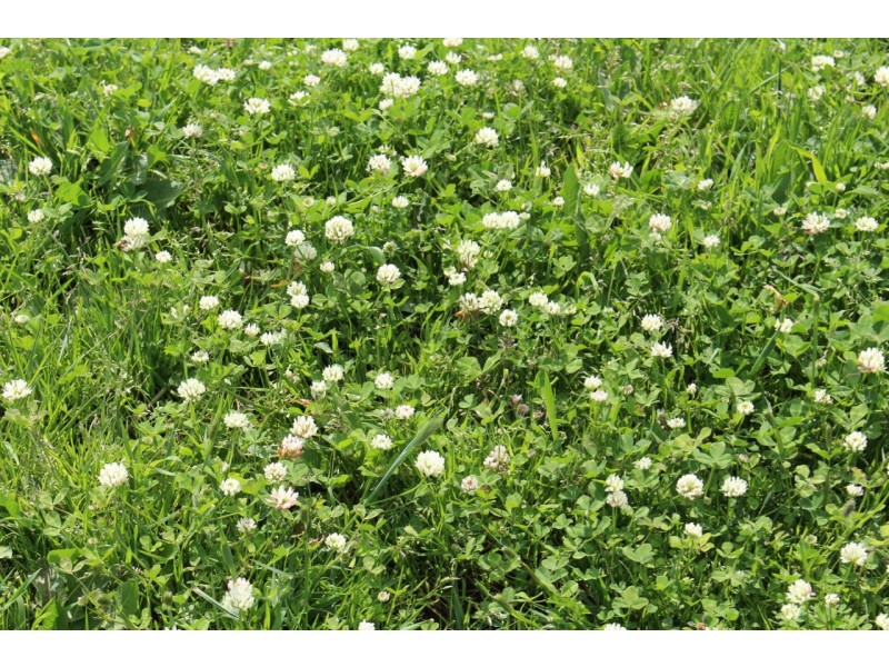 110 Rowlands Road, Barwon Downs VIC 3243