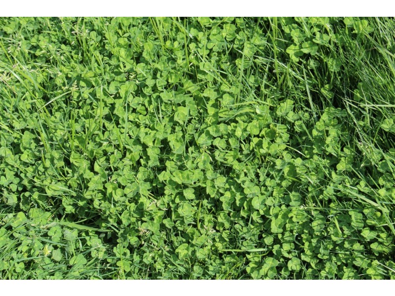 110 Rowlands Road, Barwon Downs VIC 3243