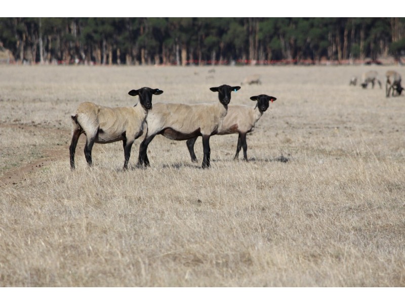 Lot 1-4 TP829327 & Lot 1 TP829329,  Hamilton Highway, Lismore VIC 3324