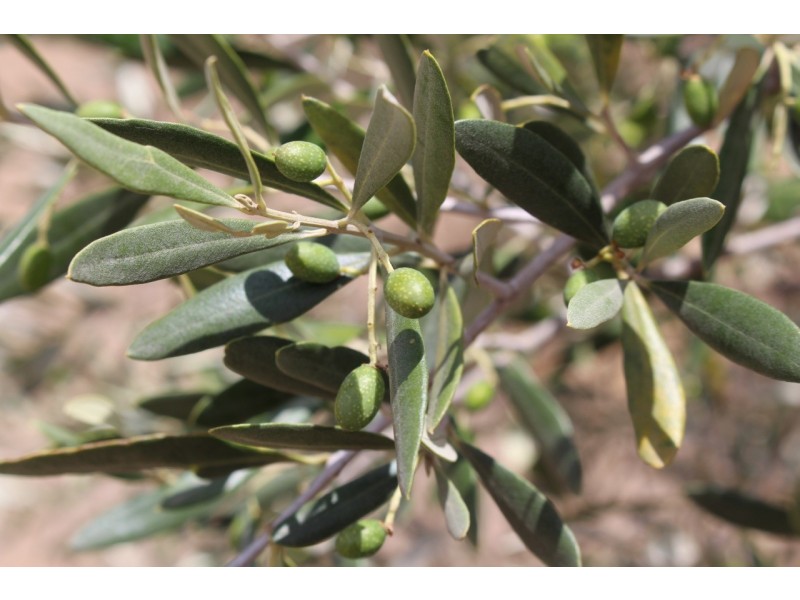 50 Storans Road, Eurack VIC 3251