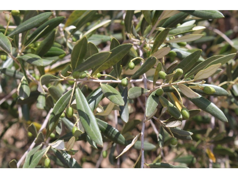 50 Storans Road, Eurack VIC 3251