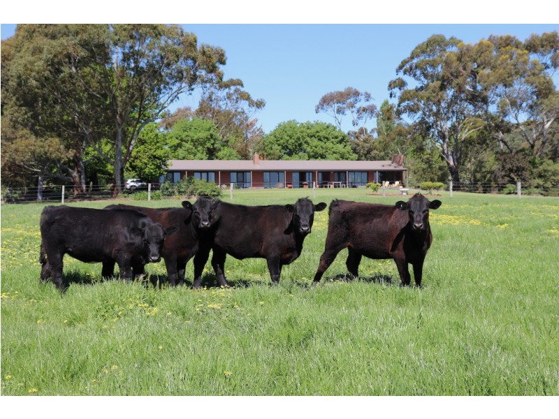 110 DRAPERS ROAD, Colac East VIC 3250