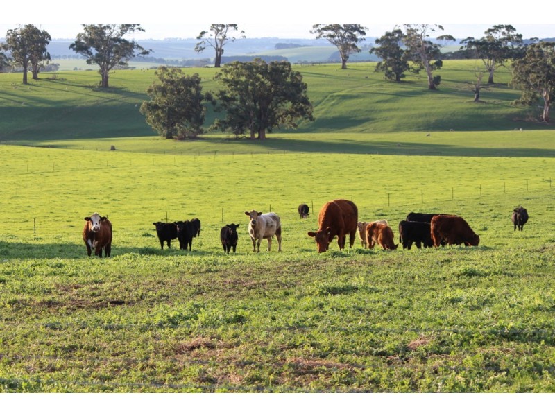 110 Rowlands Road, Barwon Downs VIC 3243