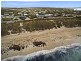39 Whipbird Way, Marion Bay SA 5575