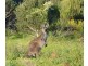 9 Nelson Street, Marion Bay SA 5575