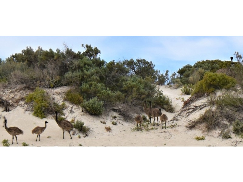 4 Gannet Crescent, Marion Bay SA 5575