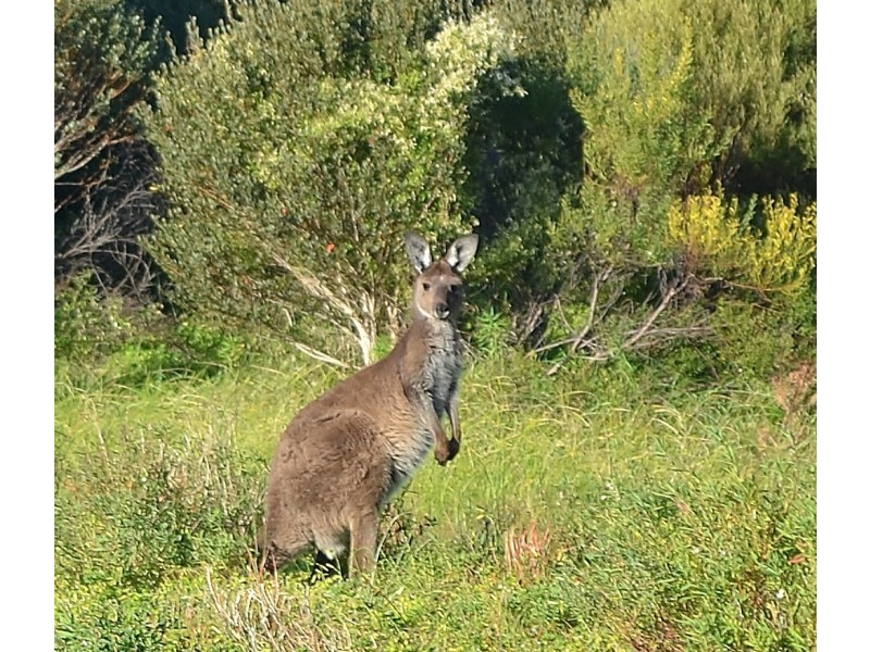 Lot 53, 11 Dolphin Drive, Marion Bay SA 5575