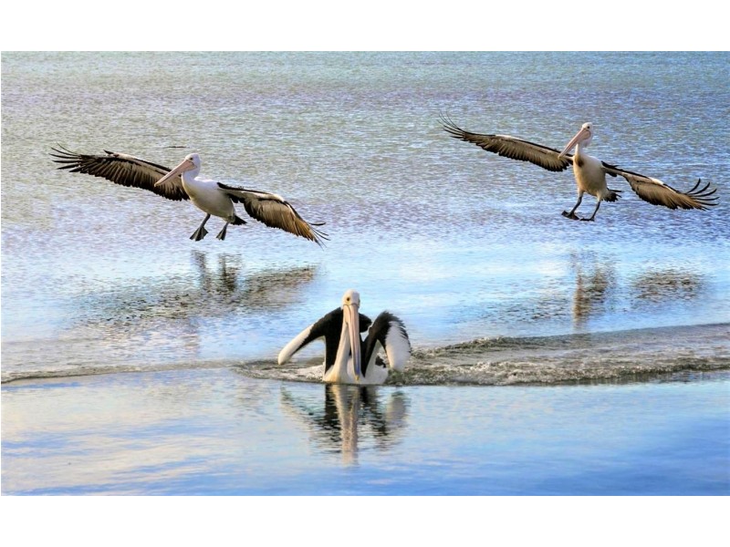 18 Osprey Drive, Marion Bay SA 5575