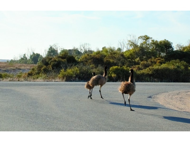 Lot 44, 29 Peregrine Drive, Marion Bay SA 5575
