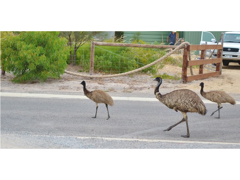 38 Slow Street, Marion Bay SA 5575