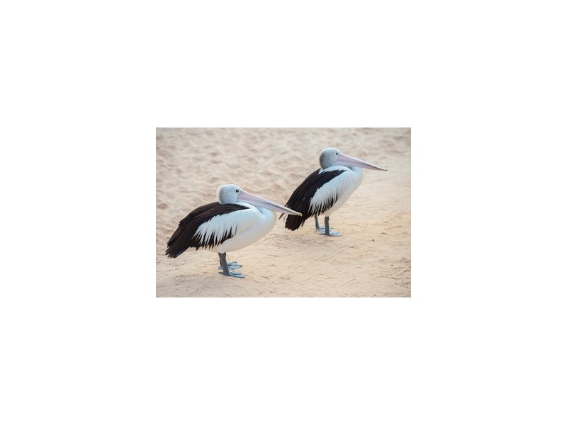 Lot 5 Ratterly Drive, Coobowie SA 5583