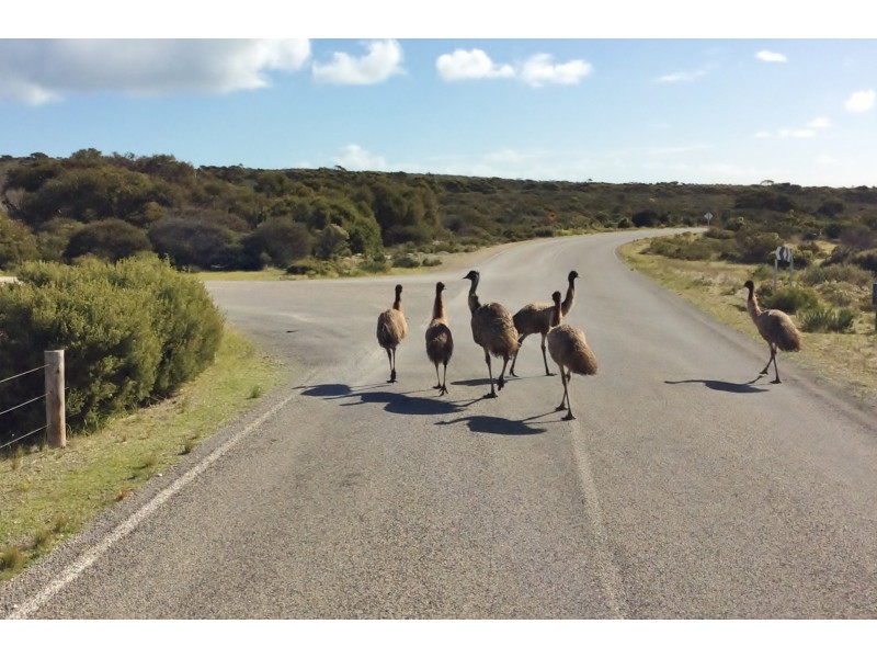 26 Shearwater Crescent, Marion Bay SA 5575