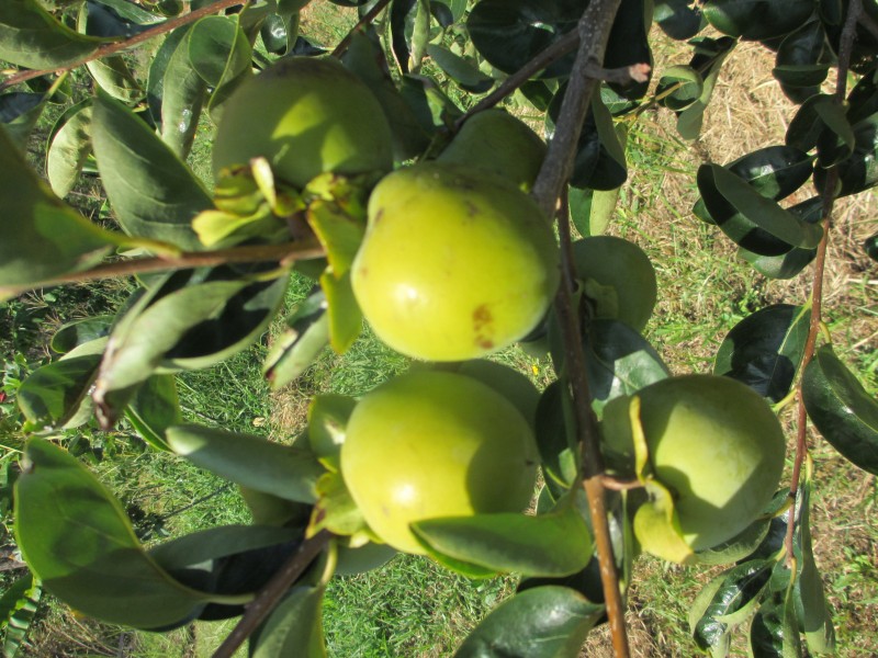 95 Smiths Lane, North Casino NSW 2470