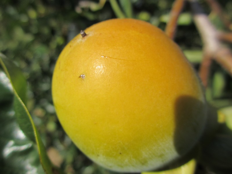 95 Smiths Lane, North Casino NSW 2470