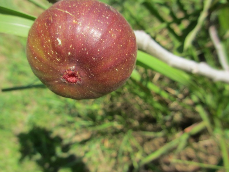 95 Smiths Lane, North Casino NSW 2470