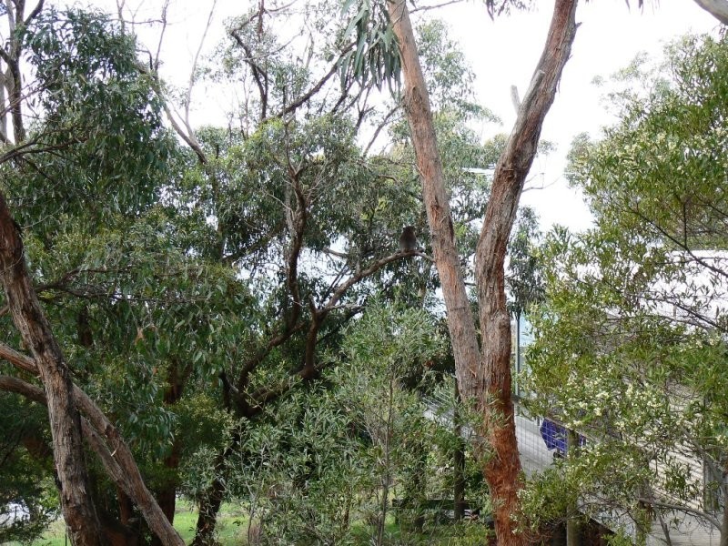 17 Great Ocean Road, Grey River VIC 3221