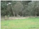 2575 Colac Forrest Road, Forrest VIC 3236