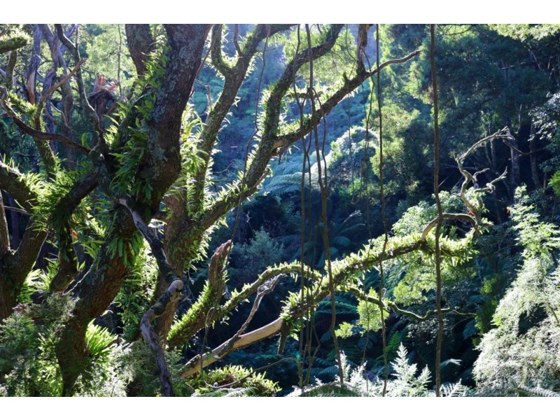 571 WILD DOG ROAD, Apollo Bay VIC 3233