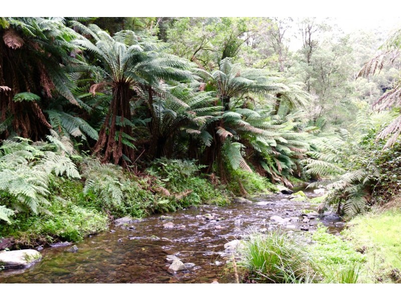 571 WILD DOG ROAD, Apollo Bay VIC 3233