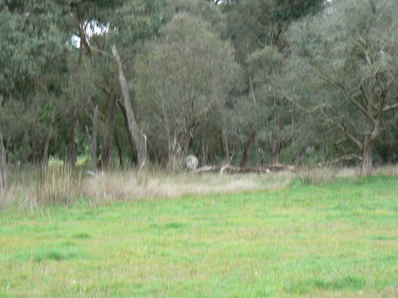 2575 Colac Forrest Road, Forrest VIC 3236