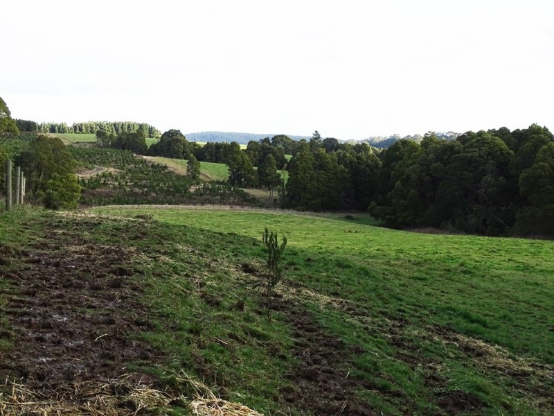 44 Main Road, Beech Forest VIC 3237