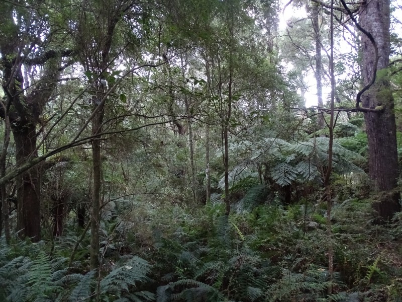 300 Wild Dog Access Track, Apollo Bay VIC 3233