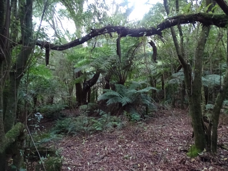 300 Wild Dog Access Track, Apollo Bay VIC 3233