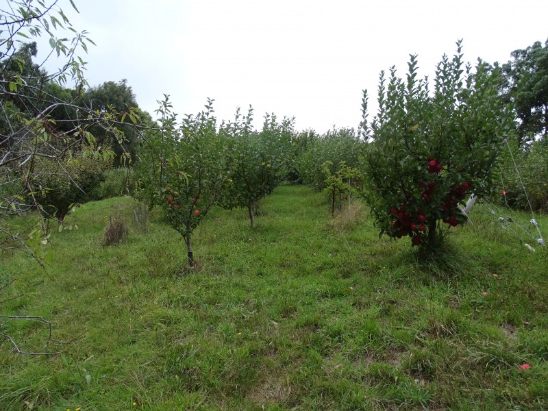 390 Wild Dog Road, Apollo Bay VIC 3233