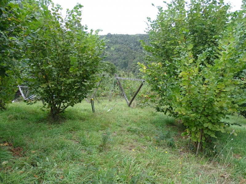 390 Wild Dog Road, Apollo Bay VIC 3233