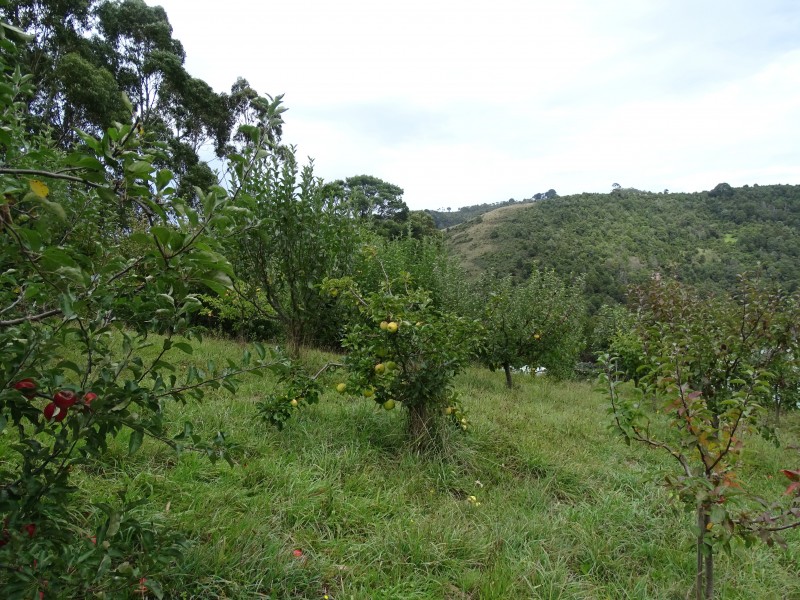 390 Wild Dog Road, Apollo Bay VIC 3233