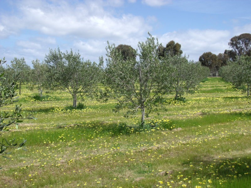 Chamberlain’s Road, Inglewood VIC 3517