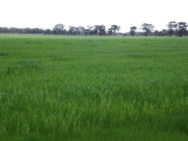 Chamberlain’s Road, Inglewood VIC 3517