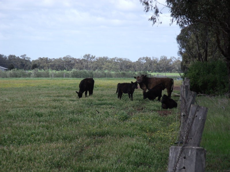 Chamberlain’s Road, Inglewood VIC 3517