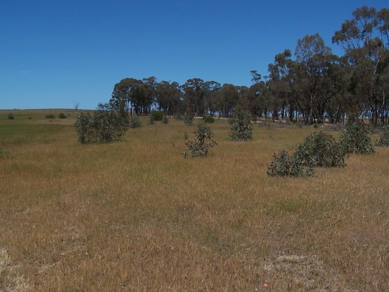 Old Canfields Road, Korong Vale VIC 3520