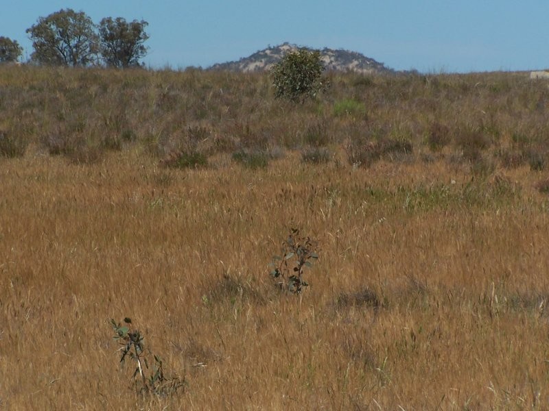 Old Canfields Road, Korong Vale VIC 3520