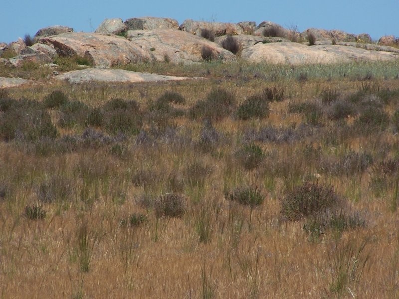 Old Canfields Road, Korong Vale VIC 3520