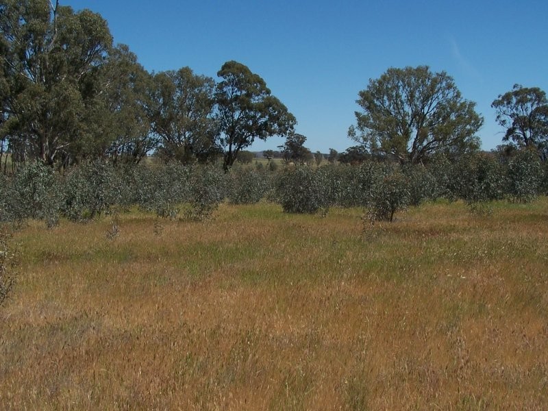 Old Canfields Road, Korong Vale VIC 3520