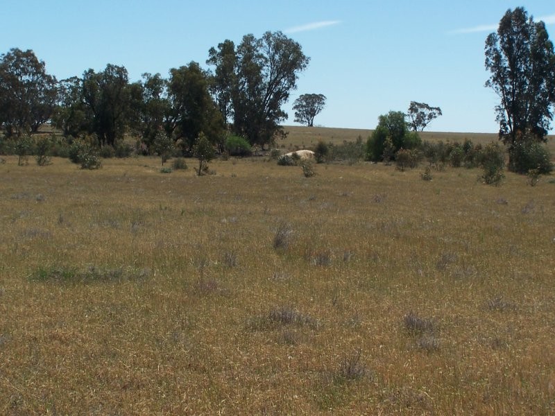 Old Canfields Road, Korong Vale VIC 3520