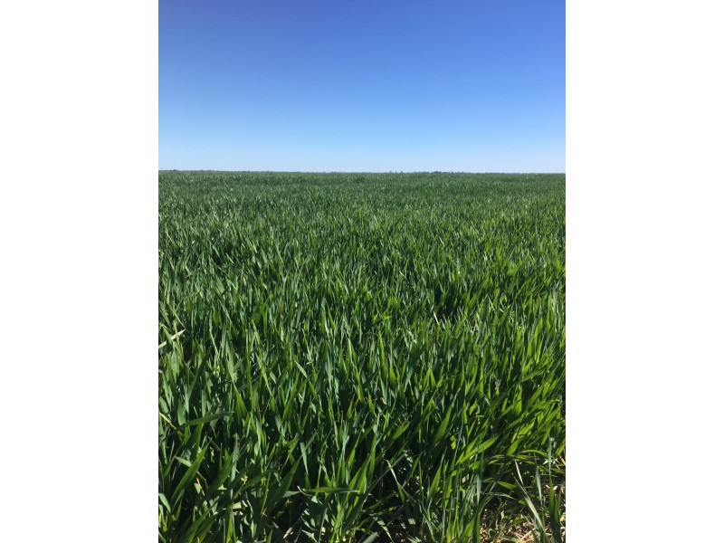 41-43A Canary Island South Road, Durham Ox VIC 3576