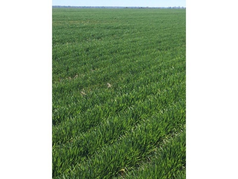 41-43A Canary Island South Road, Durham Ox VIC 3576