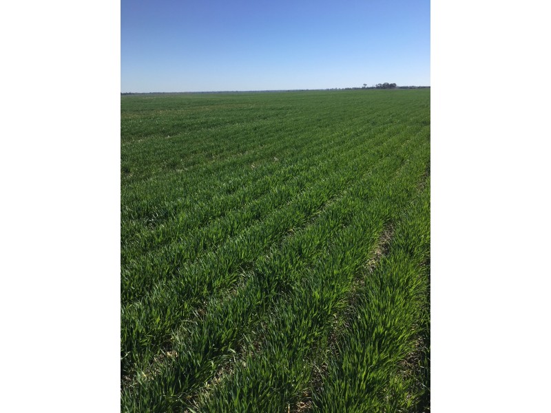 41-43A Canary Island South Road, Durham Ox VIC 3576