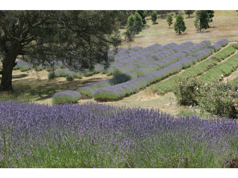 58 Sharrocks Road, Mount Egerton VIC 3352