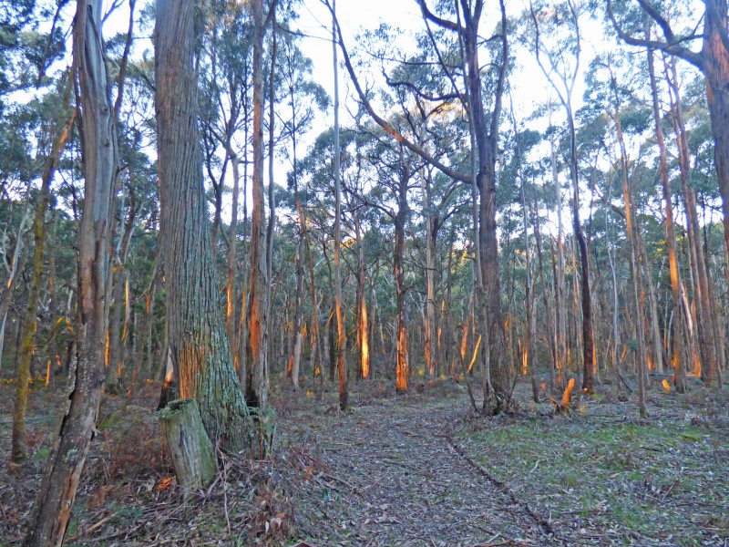 Lot 6A, Haydens Hill Road, Gordon VIC 3345