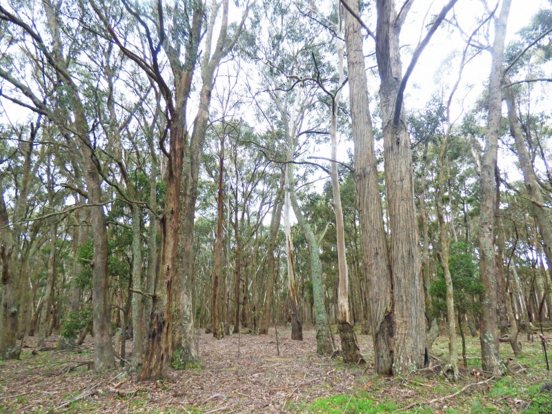 Lot 6A, Haydens Hill Road, Gordon VIC 3345