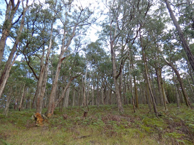 Lot 4, Calways Lane, Gordon VIC 3345